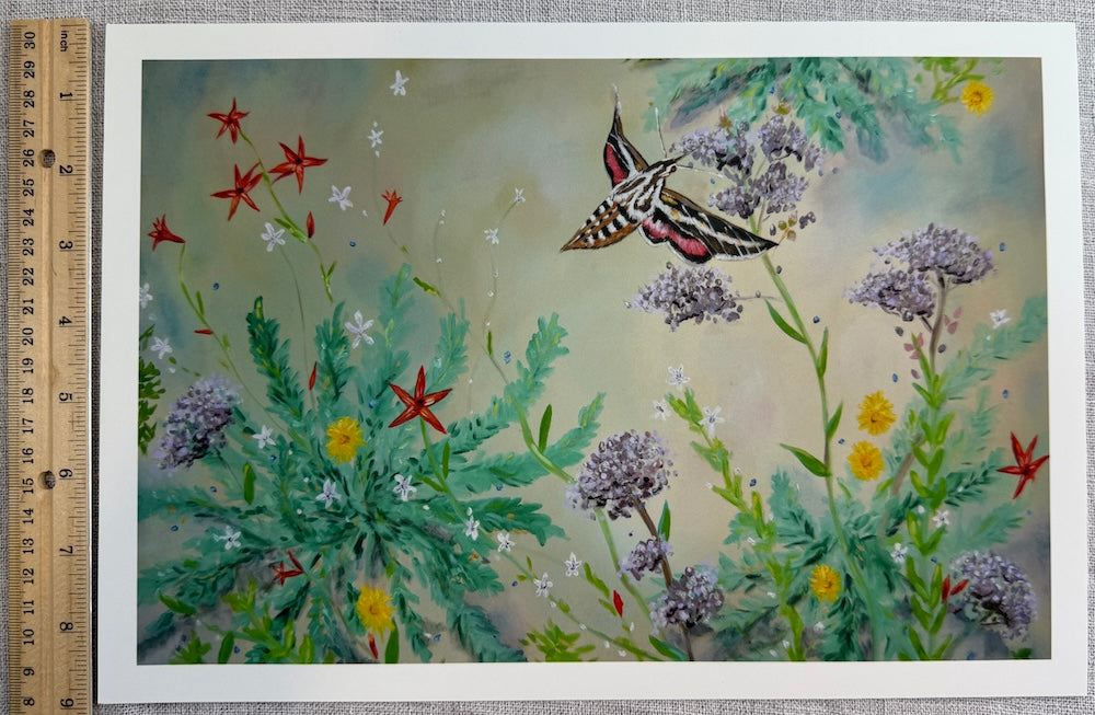 Fine Art Print- Monache Hawkmoth