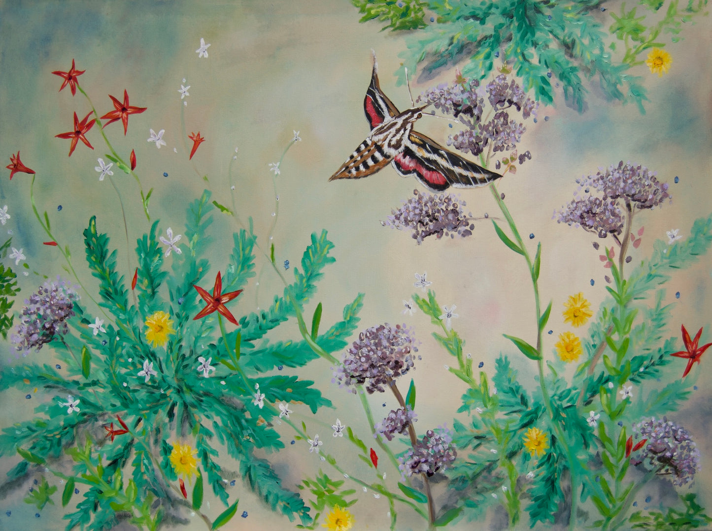 Fine Art Print- Monache Hawkmoth